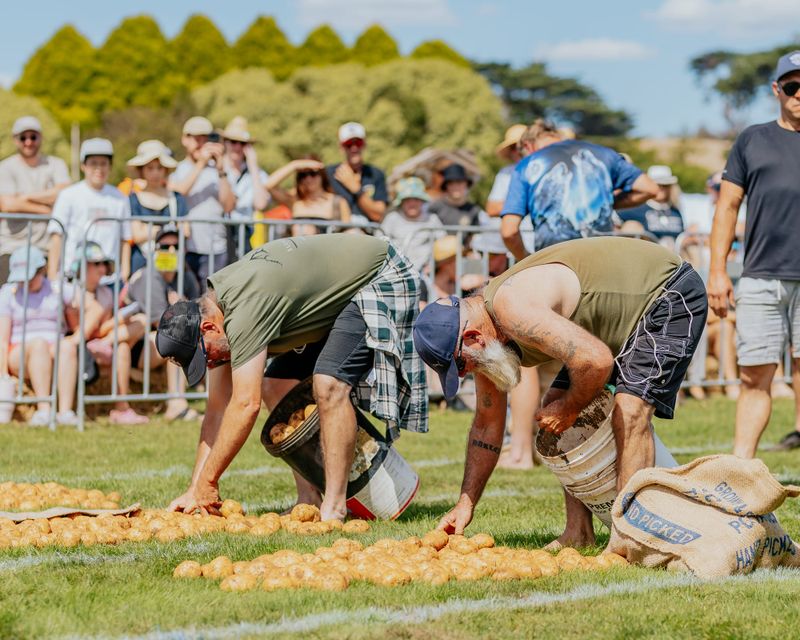 Potato festival hid a dry reality for growers post image