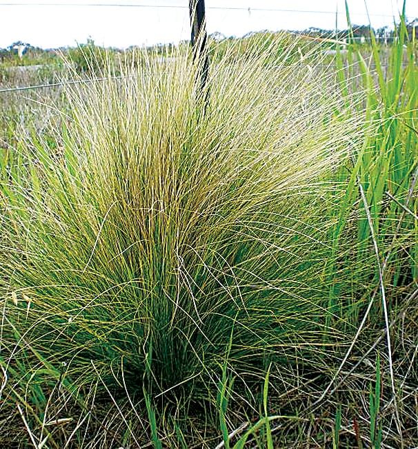 Get set for tussock treatment post image