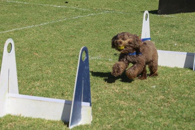 Bunyip Show - 2025 post image