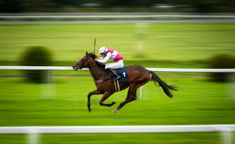 How to find a future champion - a horse racing fan guide post image