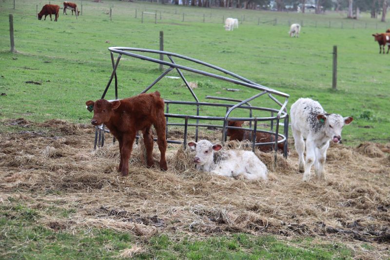 Three times the fun on Buln Buln property post image