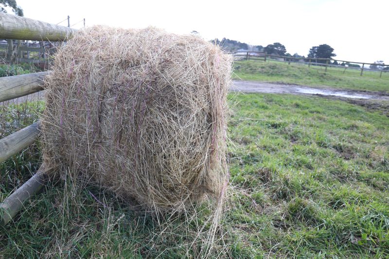 Is hay the best option? post image