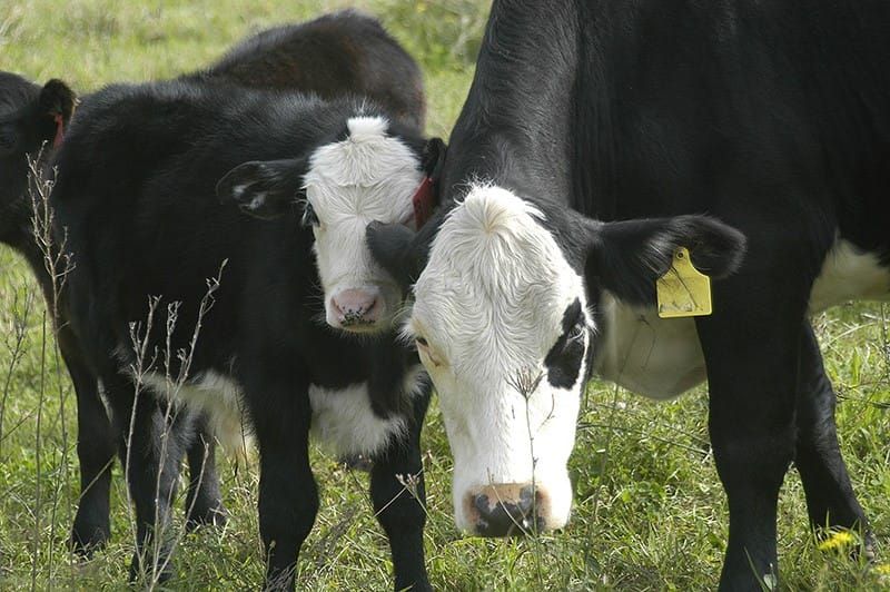 Prison for cattle crimes post image