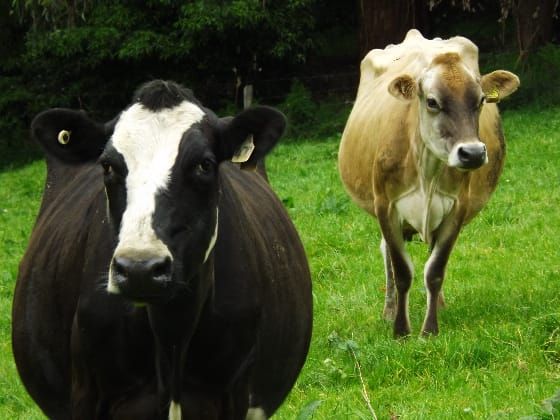 Benefits of early pregnancy testing in beef cattle post image