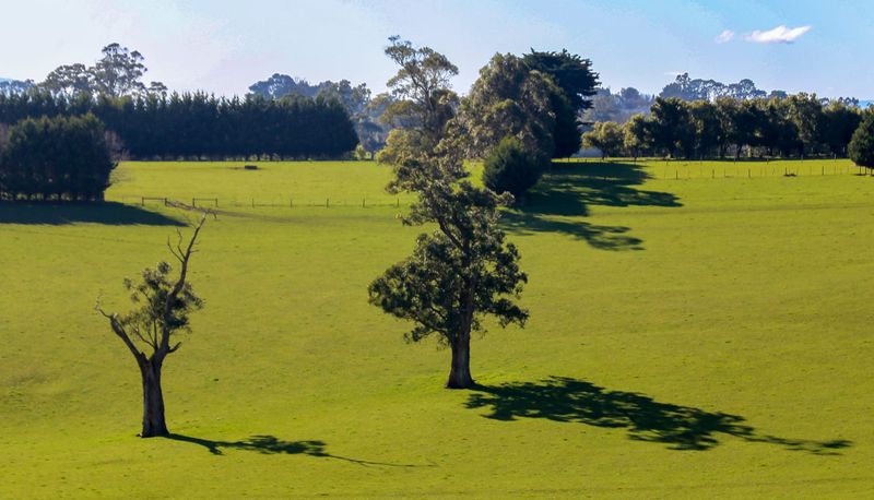 Urea for boosting winter growth post image