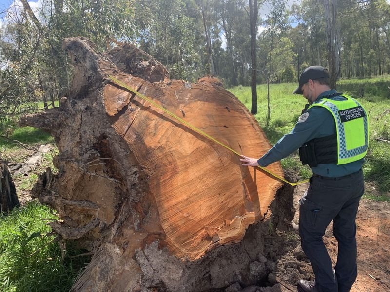 Illegal firewood crackdown underway post image