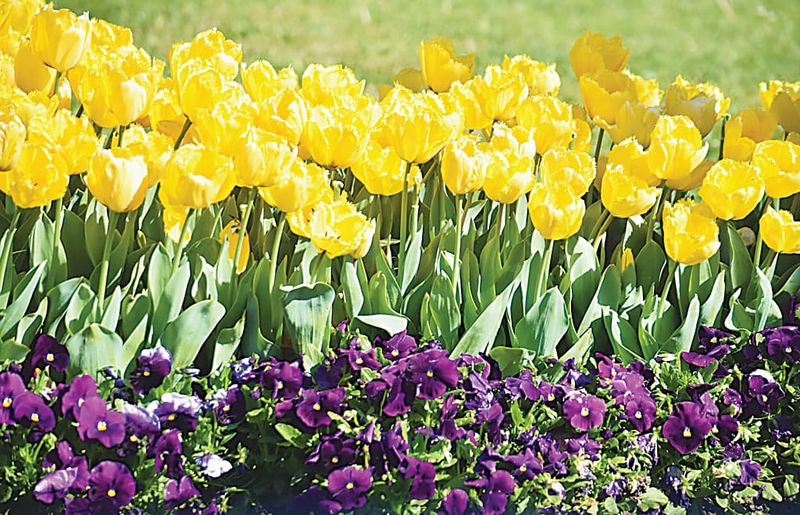 Spring into action in your garden post image