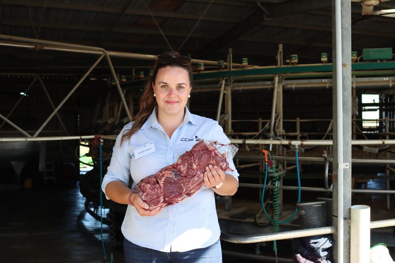 Growing connections at dairy beef field day post image