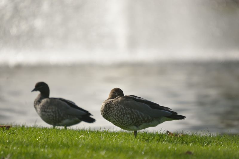 Go ahead for duck hunting season post image