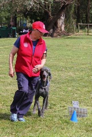 Dog Club - 07.11.2023 post image