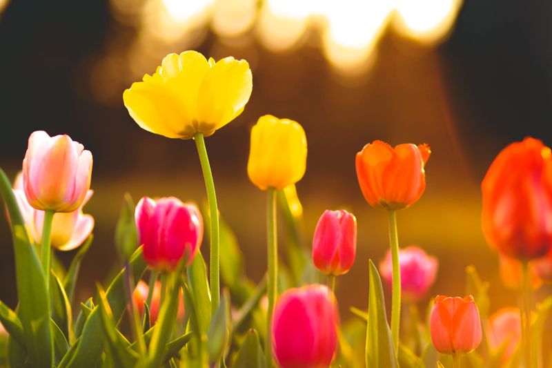Bulbs to plant for spring colour post image