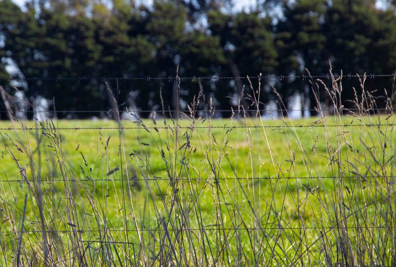 Weed survey for landholders post image