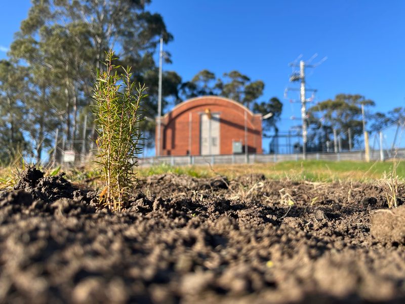 Trees planted to safeguard Tanjil River post image