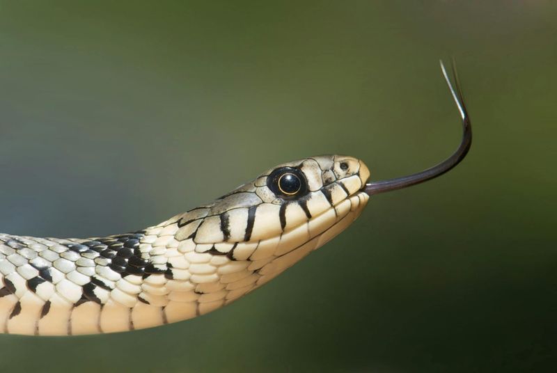 A slimy intruder post image
