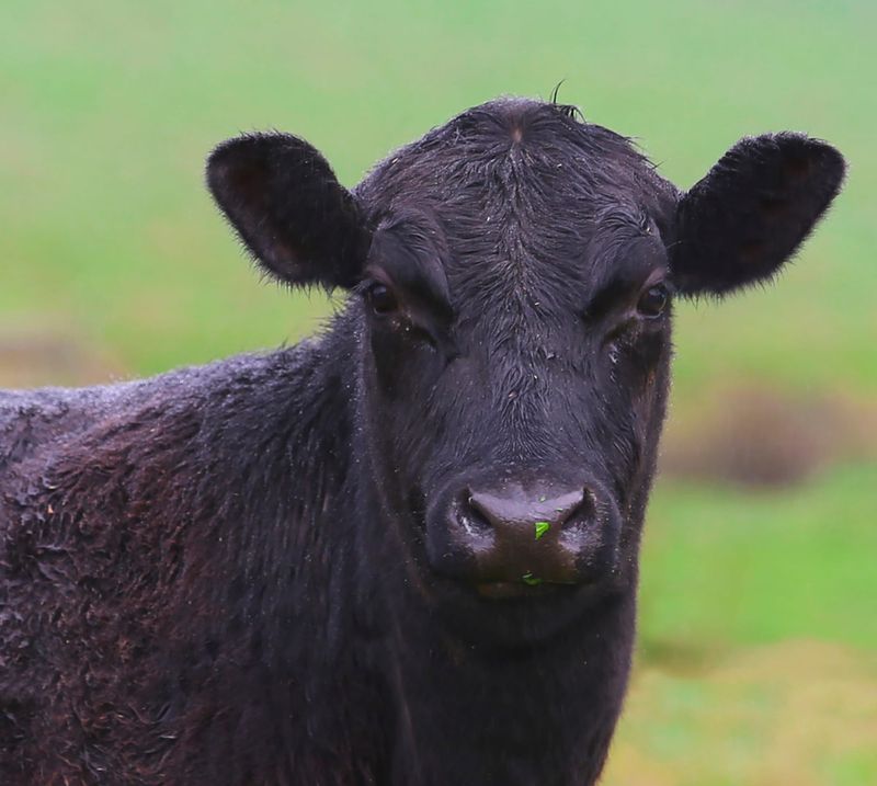 Grants available for dairy communities post image