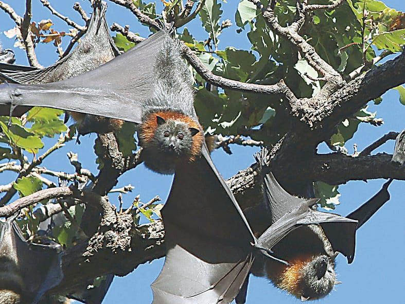 Have you noticed the bats? post image