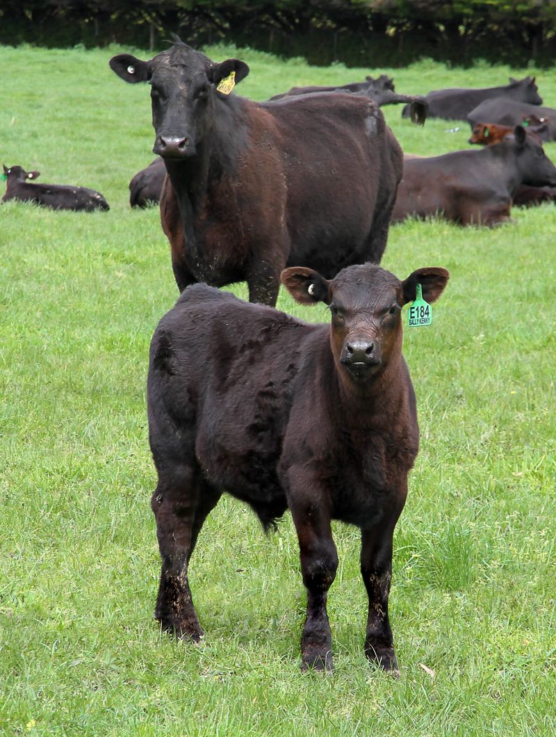 Shelter needed for livestock post image
