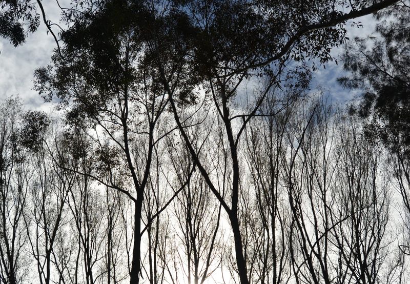 What do trees mean to you? Have your say post image