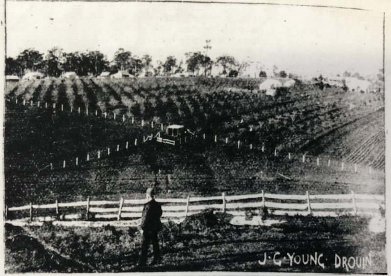 Snapshot of the past - Holly Tree Orchard post image