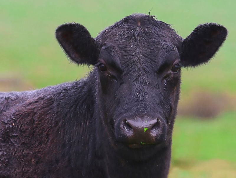 Silent herd health threats post image