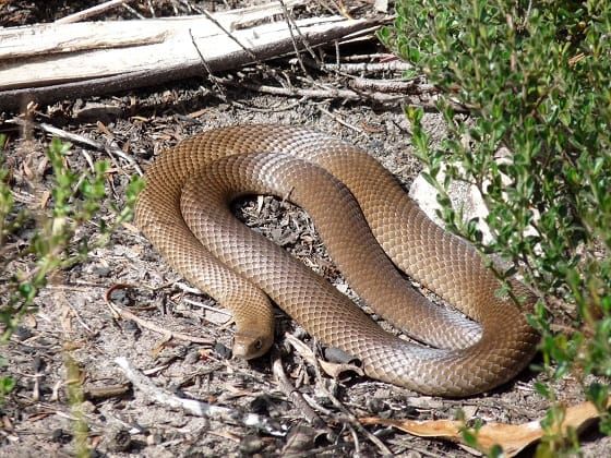 Snakes are out and active post image
