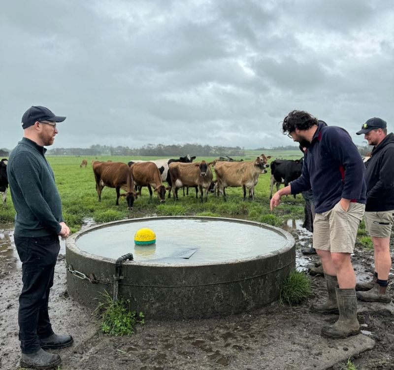 Keeping cows cool during warmer months post image