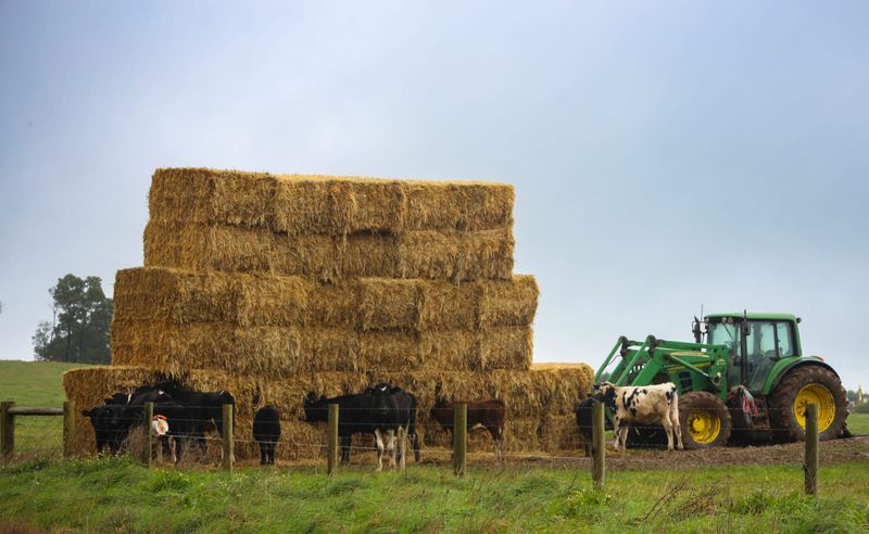 Rain makes a rare harvest post image