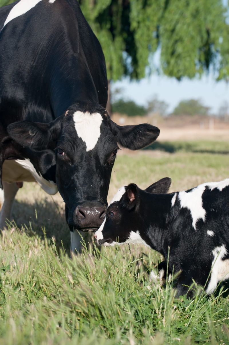 Have your say on the nation's breeding objectives post image