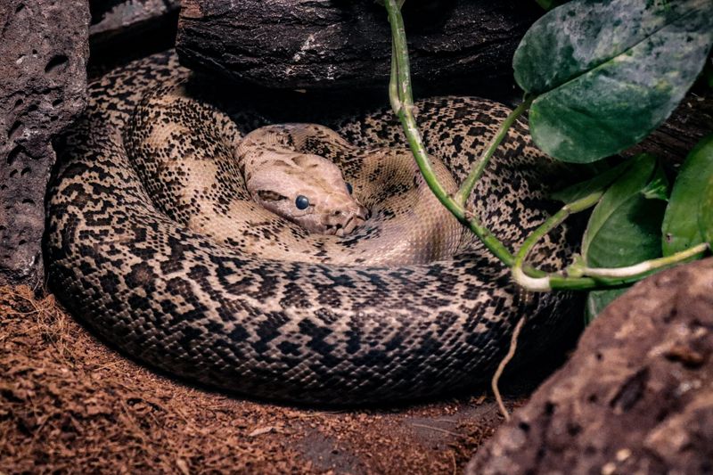 Beware: snakes out and about already post image
