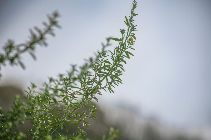 Another dry month post image