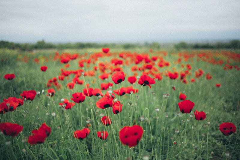 Remembrance Day program in Baw Baw post image