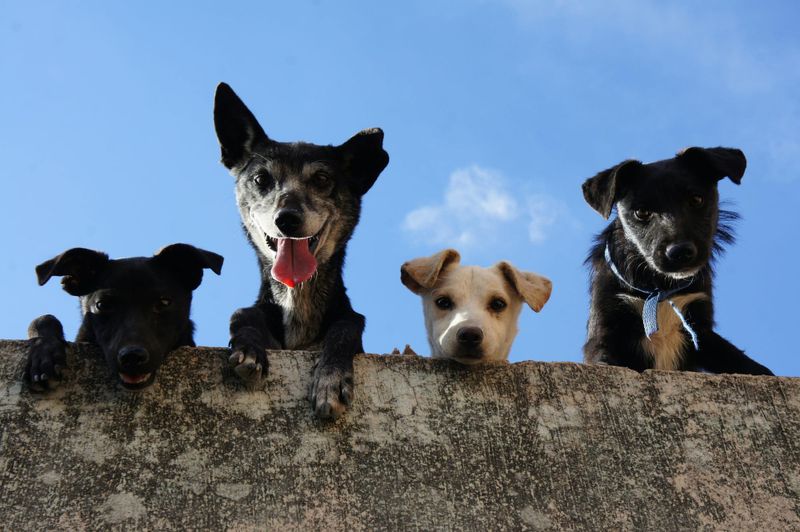 Is your pet registered? post image
