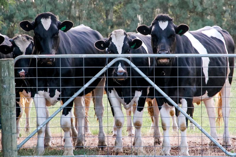 Cautious outlook for dairy industry post image