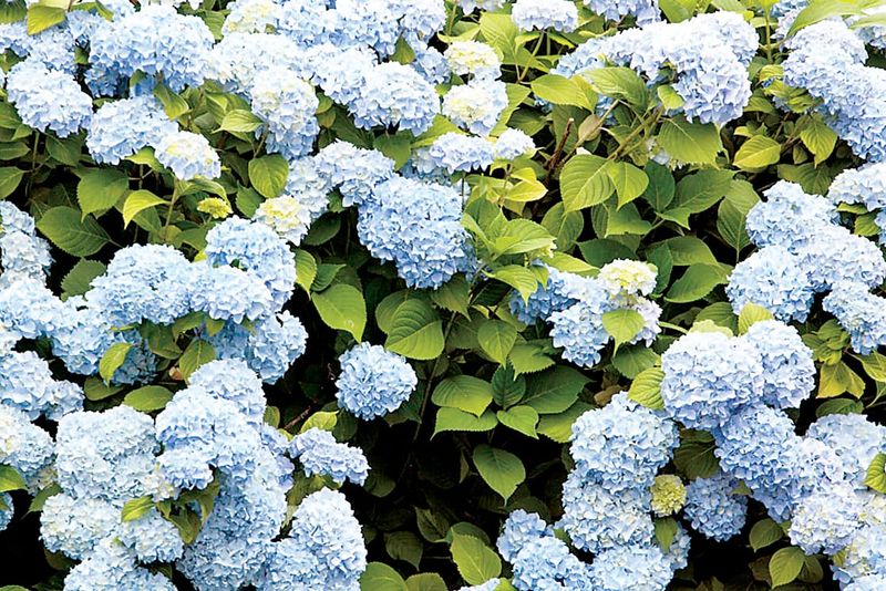 Hydrangeas an old time favourite post image