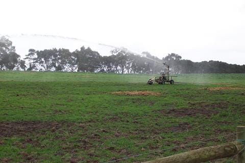 Use dairy effluent on silage growth post image