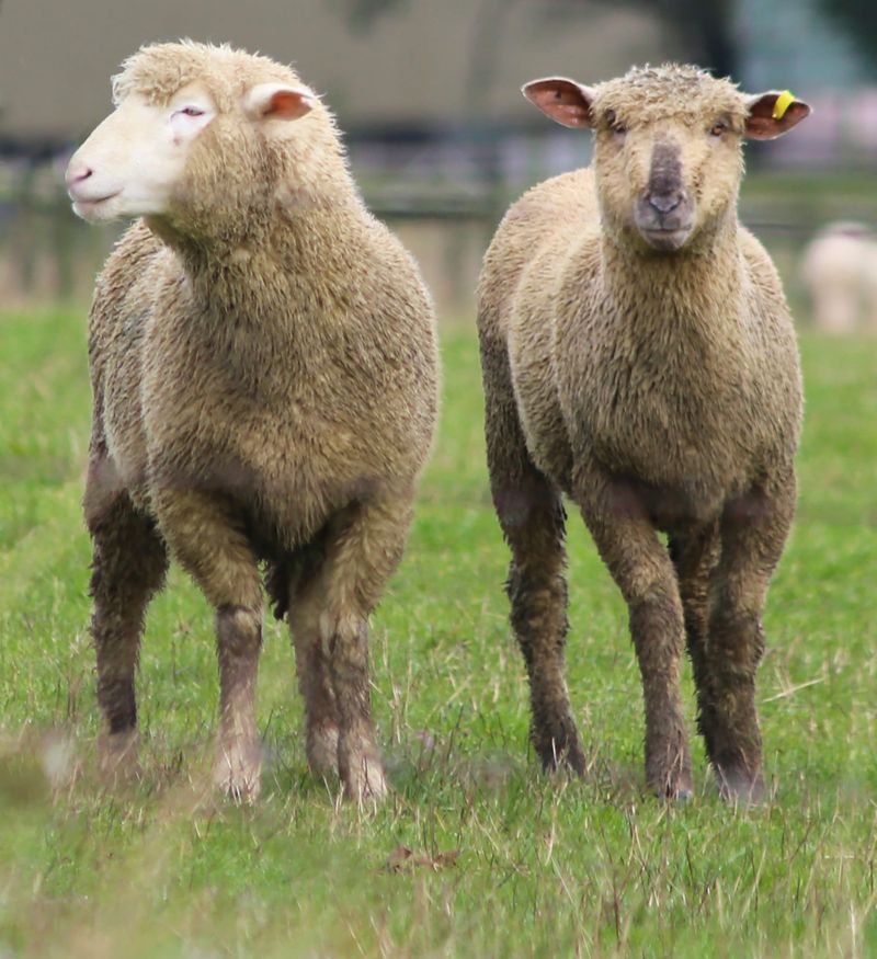 Farmer fined for cruelty post image