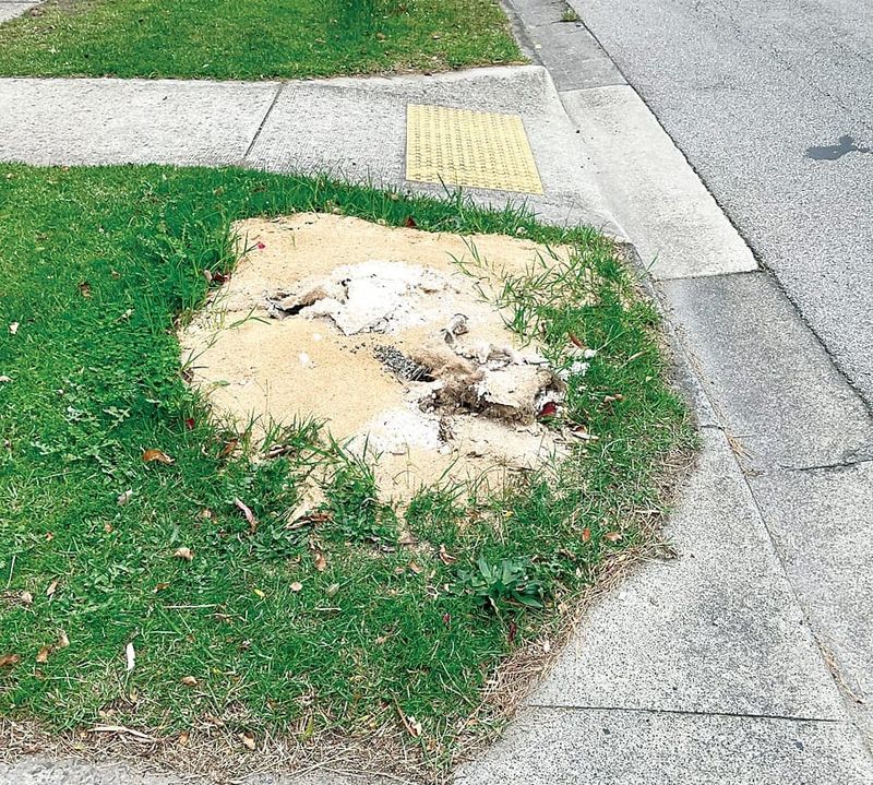 Authorities fight as carcass stinks out the town post image