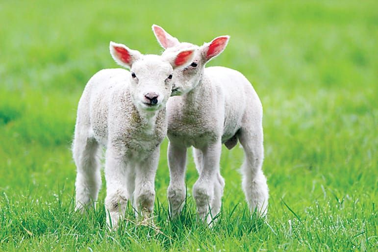 Twin lamb disease post image