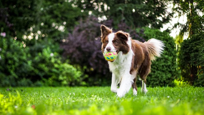 New orders for dogs, cats post image