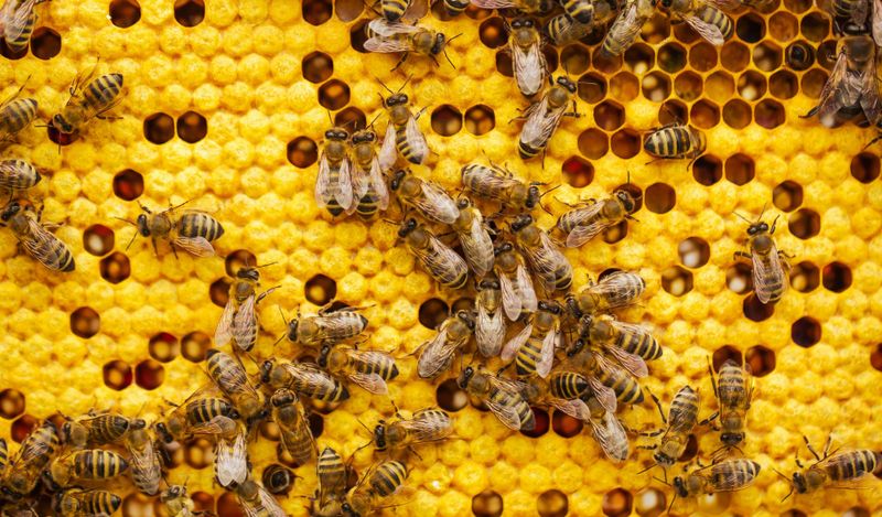 Getting on the front foot of varroa and viruses post image