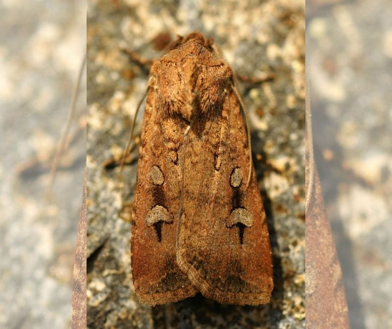 Bogong moth watch post image