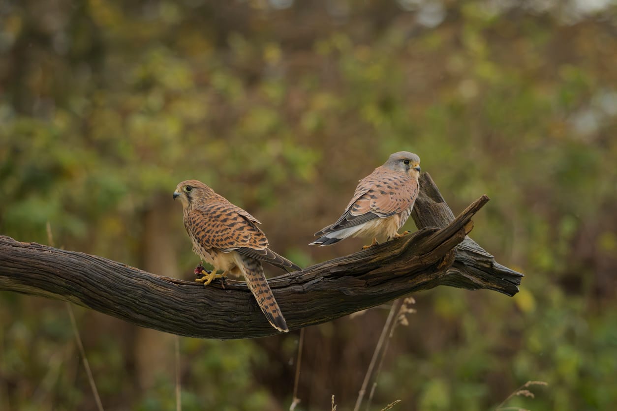 Stuck Character Service