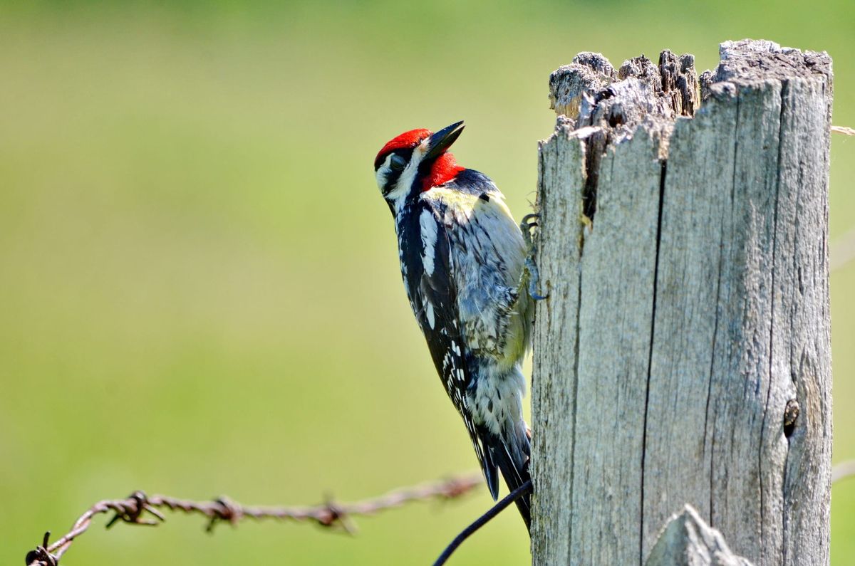 I Am Waiting at the Counter for the Man to Pour the Coffee