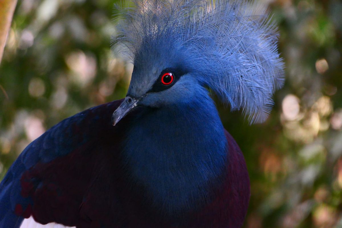 Intelligence Testing Regimes and Theatrics