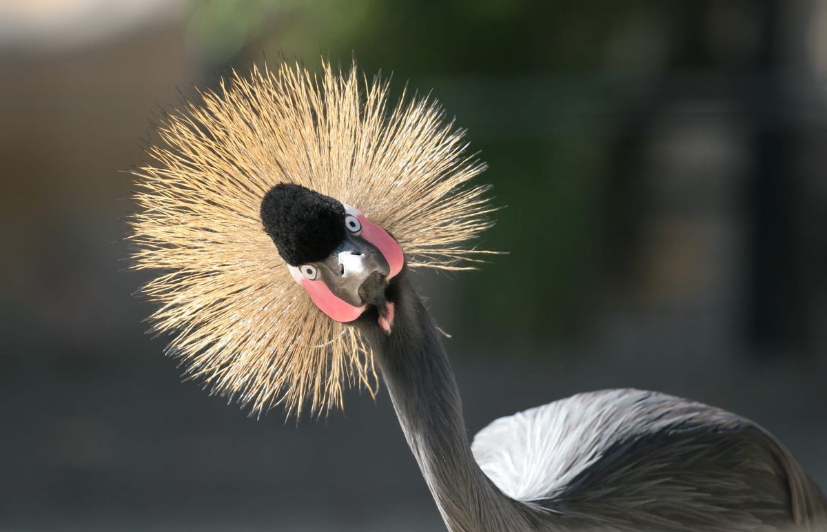 Education as Prediction Market