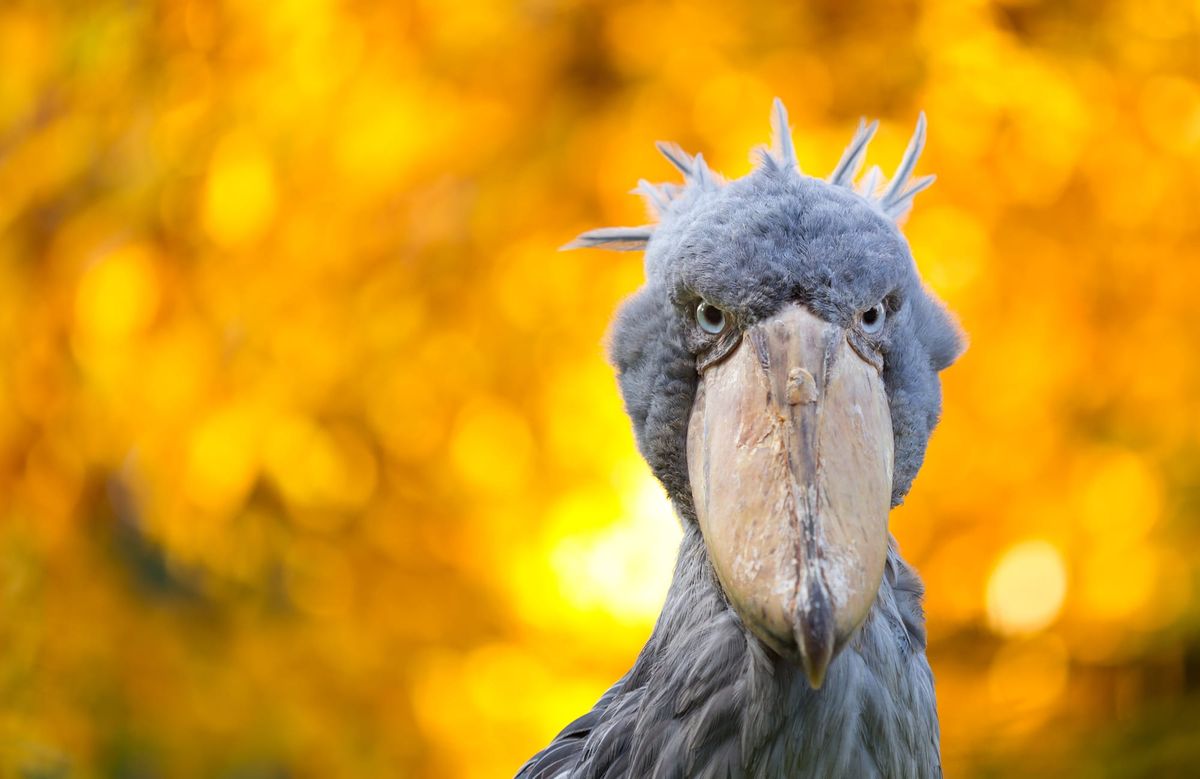 Now Is the Time of Monsters