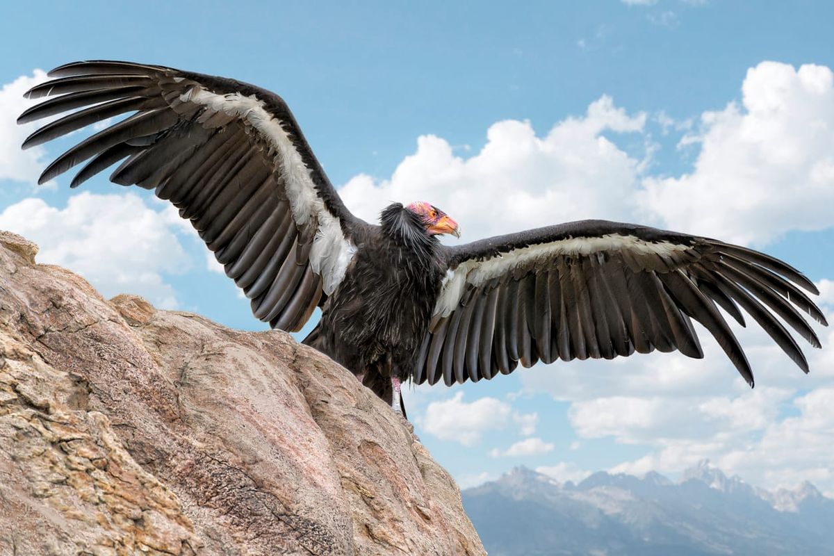 Derailleur of the Mind