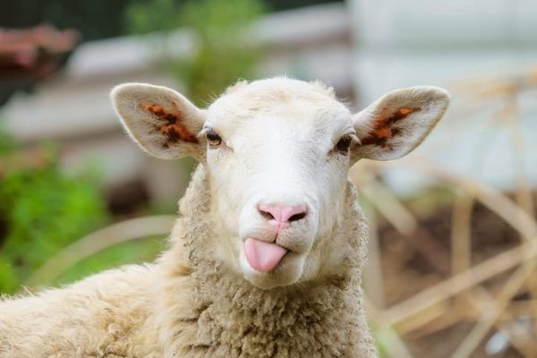 Infanticide, Brain Implants, and Diet Culture Apologies