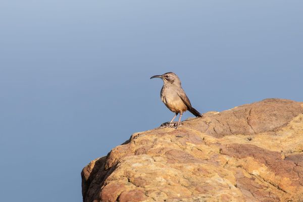 Bird of Pray