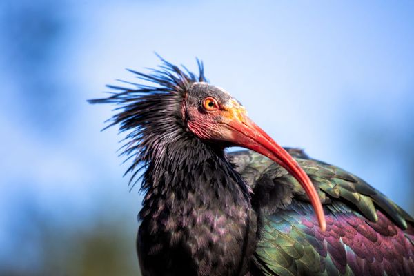 There is No "Human-Centered 'AI'"